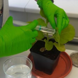 Animations du Biopôle - 50 ans UHA